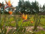 Strelitzia Reginae 'Bunte Paradiesvogelblume' 10 Samen ***Bird-of-Paradise
