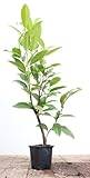 Kaukasischer Kirschlorbeer Prunus lauroc. 'Caucasica' immergrüne Heckenpflanze 60-80...
