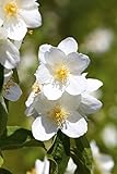 Philadelphus 'Erectus' C 3 40-60 Duftjasmin 'Erectus',winterhart, deutsche...