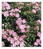 BALDUR Garten Rosen 'The Fairy', 1 Pflanze, Bodendeckerrose, winterhart, mehrjährig,...