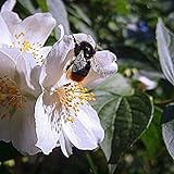 Pfeifenstrauch Duftjasmin Belle Etoile Philadelphus offene duftende Blüte ca. 40-60...