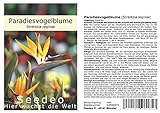 Seedeo® Paradiesvogelblume (Strelitzia Reginae) 10 Samen