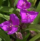 Dreimasterblumen Karminglut - Tradescantia andersoniana - Gartenpflanze