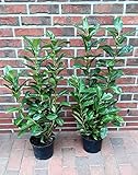 10 Stück Kirschlorbeer Pflanzen, Höhe: 80-100 cm ab Topf (Volumen: 3 Liter), Prunus...