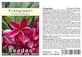 Seedeo Frangipani (Plumeria Rubra) 7 Samen