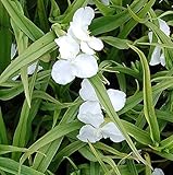 Dreimasterblumen Innocence - Tradescantia andersoniana - Gartenpflanze