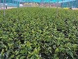 Kirschlorbeer Novita Containerpflanzen 120-140 cm