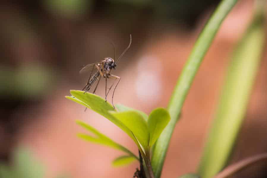 Wie Sie Mücken am Teich effektiv bekämpfen gelebte Gartenliebe