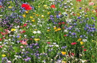 Wildblumenwiese anlegen – So gelingt es Ihnen
