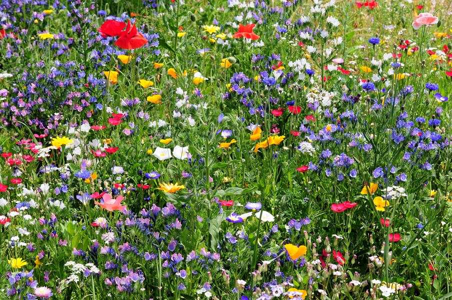 Wildblumenwiese Anlegen – So Gelingt Es Ihnen - Gelebte Gartenliebe