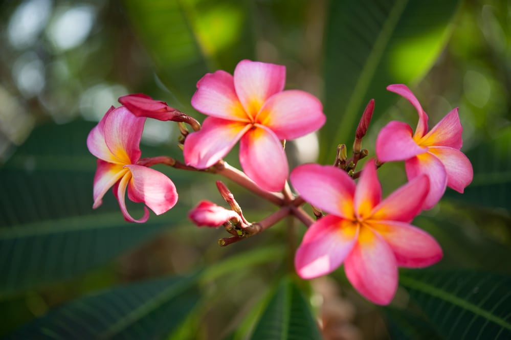 Frangipani, Plumeria - gelebte Gartenliebe