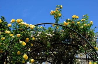 Rosenbogen bepflanzen