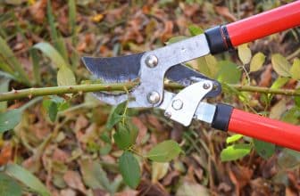 Rosenbogen schneiden