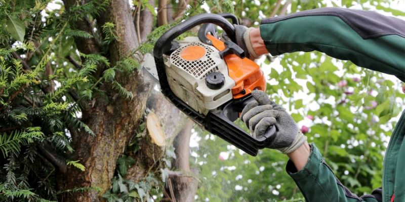 Baumpflege – was kann man selbst machen, was sollte ein Profi übernehmen?