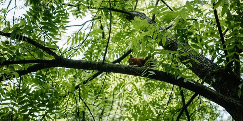 Natürliche Fressfeinde und Bedrohungen für Eichhörnchen