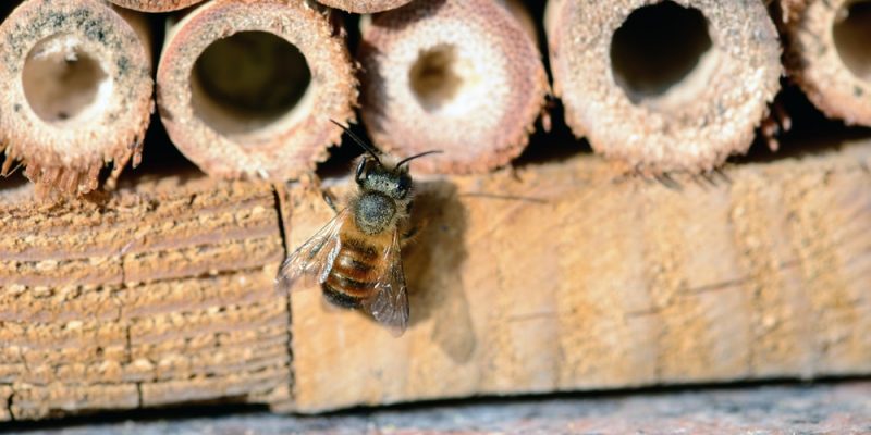 Was genau ist ein Bienenhotel?