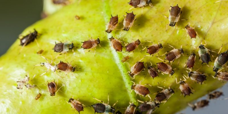Blattläuse und andere Schädlinge im Garten