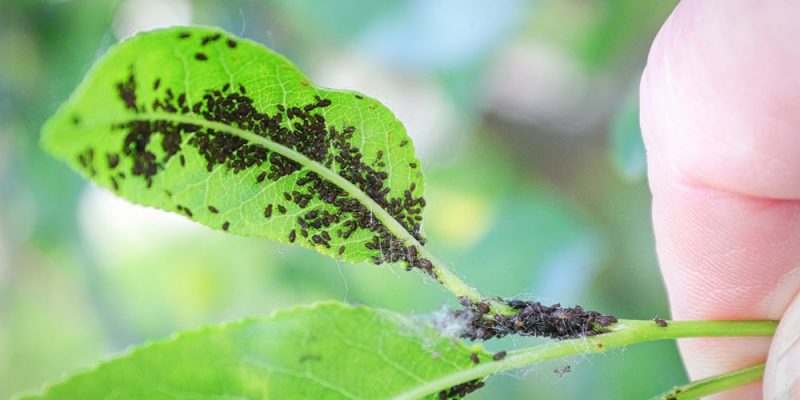 Blattläuse an Gartenpflanzen bekämpfen