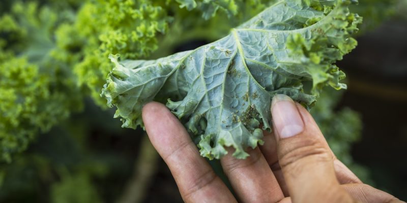 Blattläuse auf Salat – wie du deine Hochbeetpflanze retten kannst