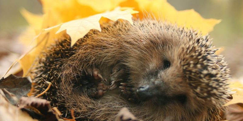 Igelprofil – viele interessante Igelfakten