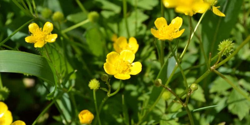 Sind Butterblume und Löwenzahn das Gleiche?
