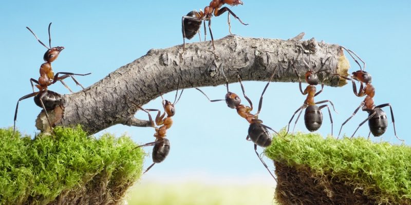 Ameisenbiss – erkennen und behandeln