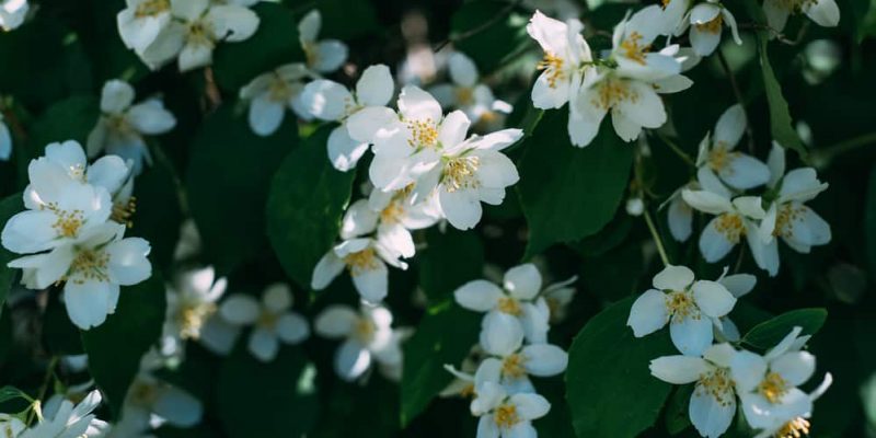 Duftjasmin bereichert jeden Garten