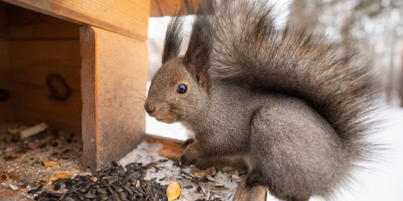 Die besten Futterhäuschen für Eichhörnchen