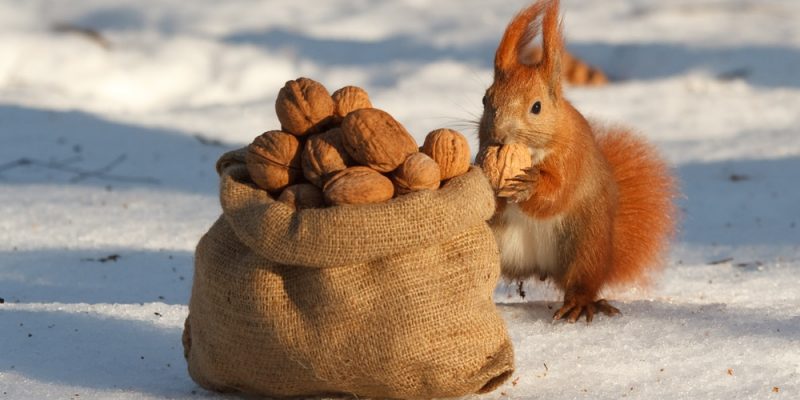 Was fressen Eichhörnchen? Eichhörnchen füttern