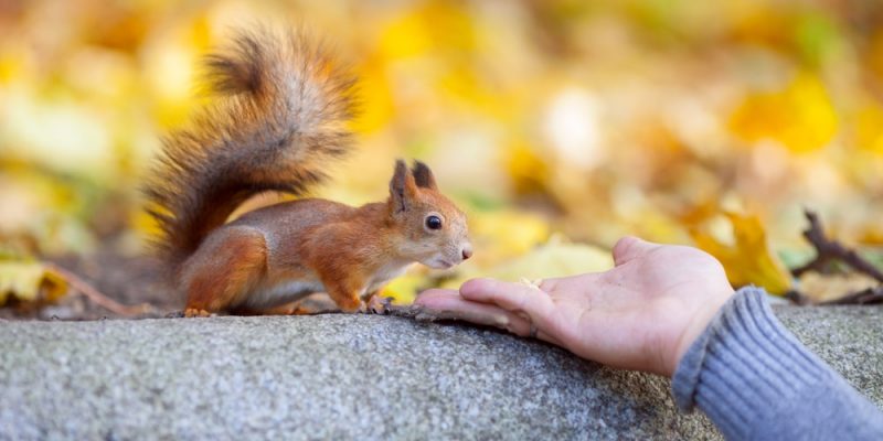 Eichhörnchenrettung – Erste Hilfe für Eichhörnchen