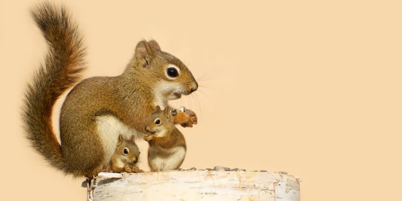 Paarung und Aufzucht junger Eichhörnchen