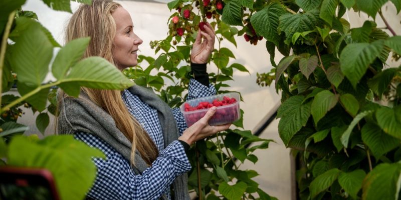 Wie sollte ein Anlehnungsgewächshaus eingerichtet werden?