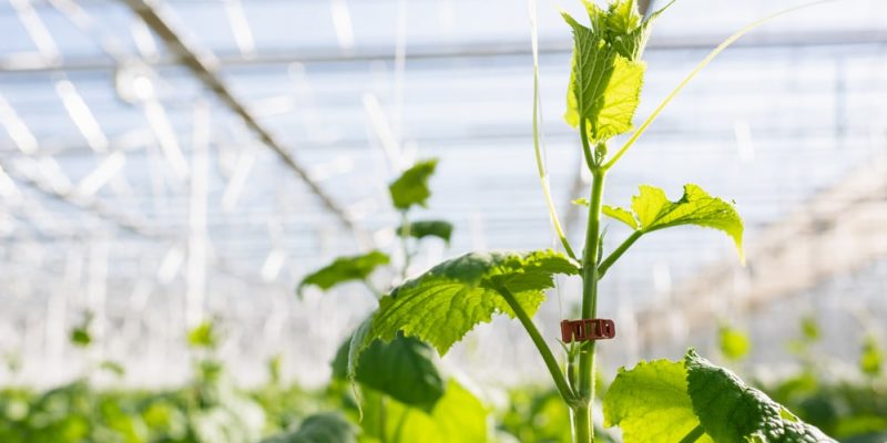 Gewächshäuser Deuba