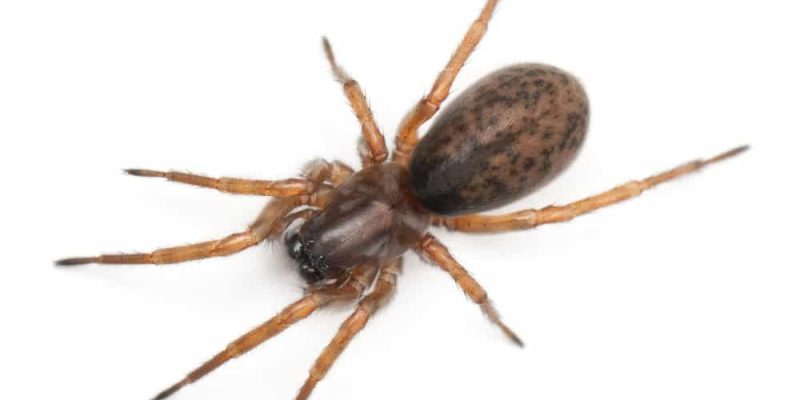 Hausmittel gegen Spinnen
