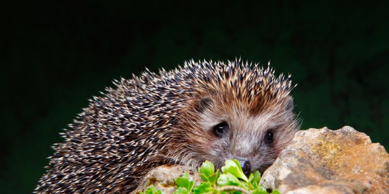 Igelfutter – was fressen Igel?