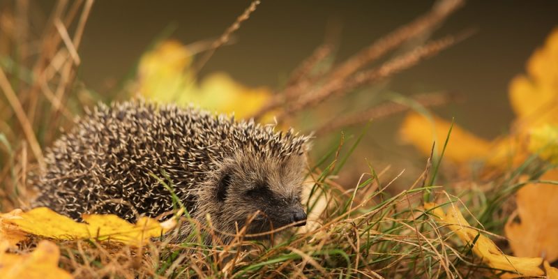 Igelhaus kaufen – entdecke das ideale Igelhaus