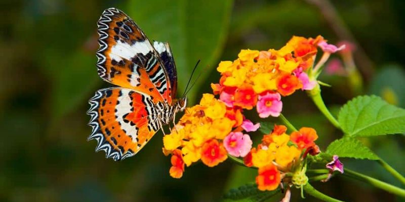 Das Schmetterlingshaus: Ein nützliches Gartenaccessoire