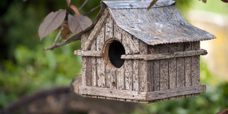 Das Vogelhaus – mehr als ein Schutzort für Vögel