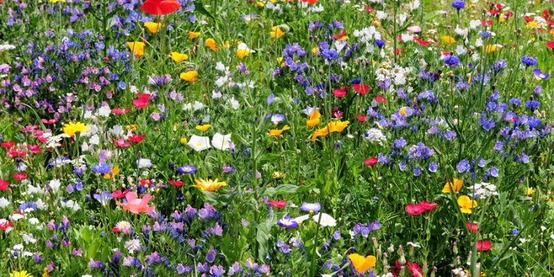 Wildblumenwiese anlegen – so gelingt es Ihnen
