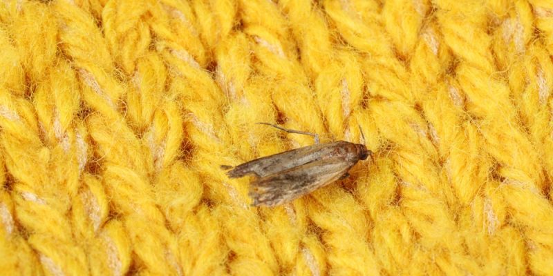 Bekämpfen von Textilmotten/Kleidermotten