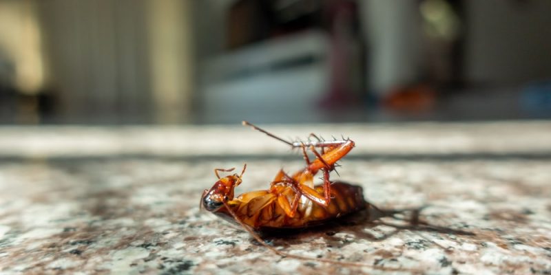 Schaben in der Küche – so wirst du sie für immer los