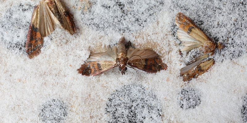 Lebensmittelmotten in der Küche