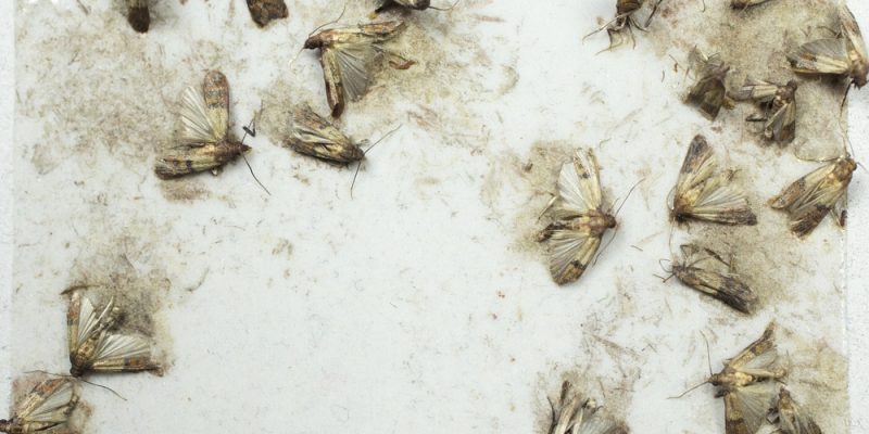 Lebensmittelmotten bekämpfen