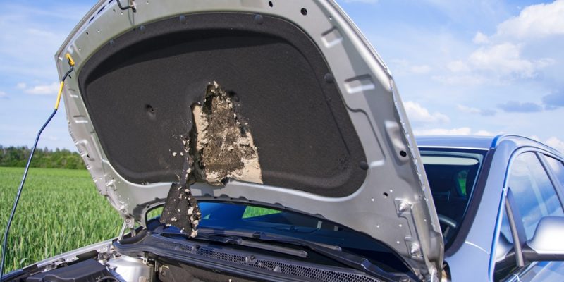 FAQ – Kauf eines Marderabwehrmittels