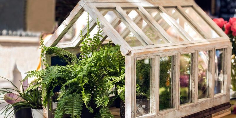 Das Mini Glas-Gewächshaus – perfekt zum Anbau von Kräutern und Gemüse in deiner Küche