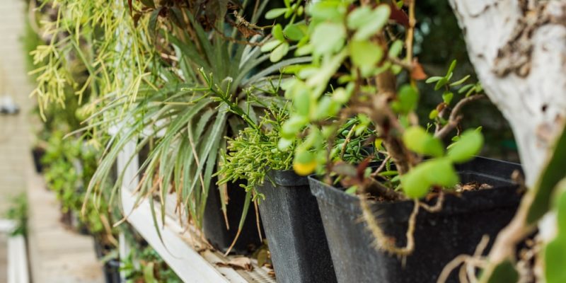 SHINE CLP XL Pflanzenregal