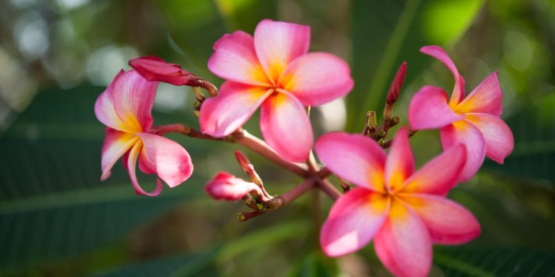 Frangipani, Plumeria