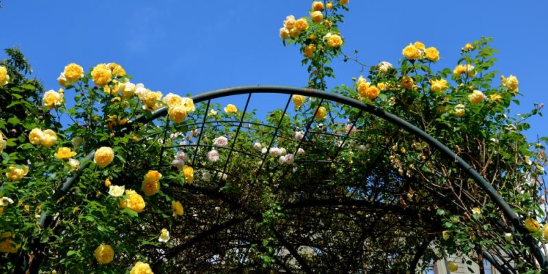 Rosenbogen richtig bepflanzt