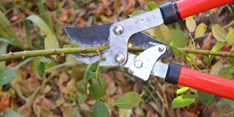 Rosenbogen richtig schneiden