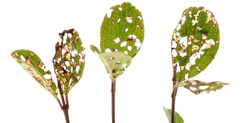 Schädlinge in deinem Garten: 5 erfolgreiche Strategien